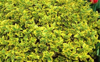 Euonymus fortunei 'Emerald´n Gold'