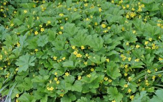 Waldsteinia geoides Mochnička kuklíkovitá K11x11