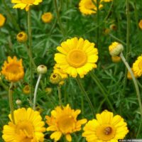 Anthemis tinctoria Rmen barvířský, ‘E.C. Buxton’ K11x11
