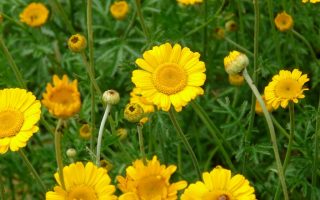 Anthemis tinctoria Rmen barvířský, ‘E.C. Buxton’ K11x11