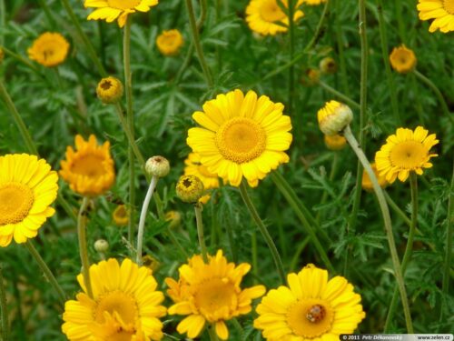 Anthemis tinctoria Rmen barvířský, ‘E.C. Buxton’ K11x11 - Obrázek 1