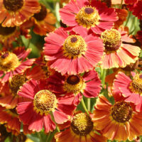 Helenium autumnale, ‘Poncho’ K11x11 , záplevák