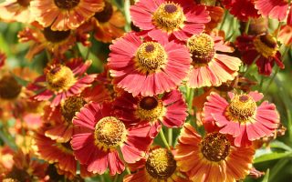 Helenium autumnale, ‘Poncho’ K11x11 , záplevák