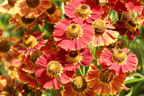 Helenium autumnale, ‘Poncho’ K11x11 , záplevák - Image 1