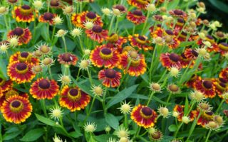 Helenium autumnale, ‘Bandera’ K11x11 , záplevák