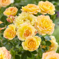 Rosa 'The Yellow Fairy'®