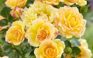Rosa 'The Yellow Fairy'®