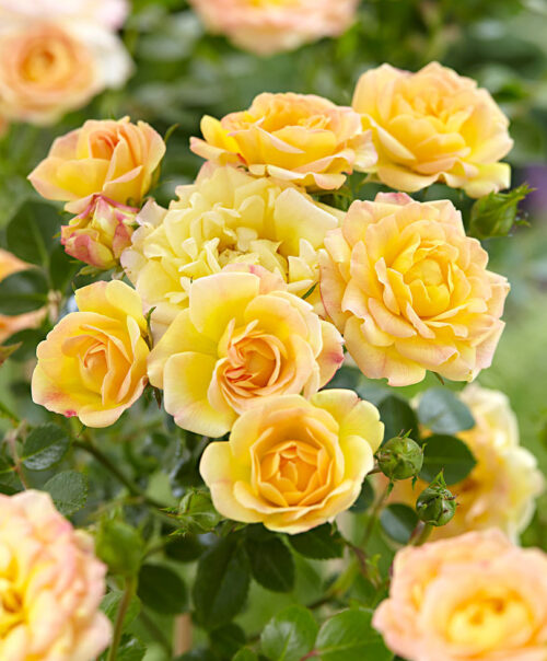 Rosa 'The Yellow Fairy'® - Obrázek 1