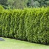 Thuja occidentalis 'Smaragd' - C2L 30-40 CM