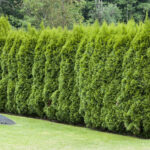 Thuja occidentalis 'Smaragd'