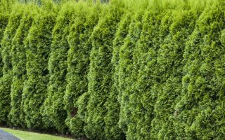 Thuja occidentalis 'Smaragd'