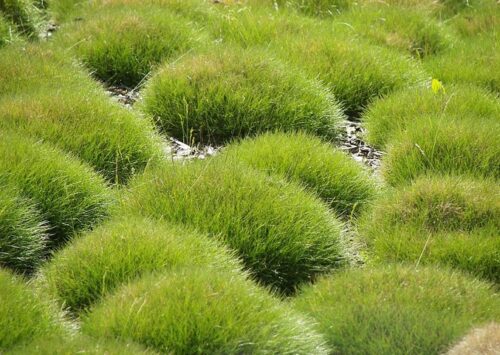 Festuca gautieri (scoparia) 'Pic Carlit' - Obrázek 1