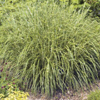 Miscanthus sinensis 'Strictus Dwarf' P14, v. 120+ cm,