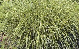 Miscanthus sinensis 'Strictus Dwarf' P14, v. 120+ cm,