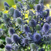 Eryngium planum Máčka plocholistá, K9x9