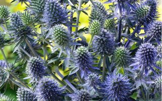 Eryngium planum Máčka plocholistá, K9x9