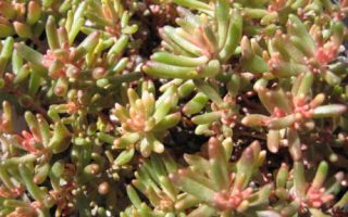 SEDUM album 'Leuchtfeuer', K9x9, rozchodník