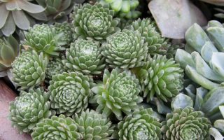 Sempervirum Netřesk, sukulentní rostl. , K9x9