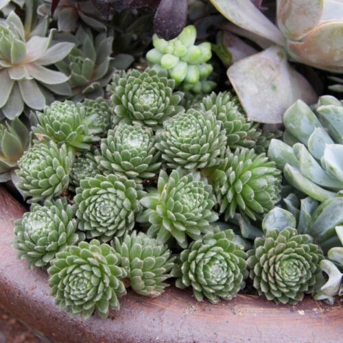 Sempervirum Netřesk, sukulentní rostl. , K9x9 - Image 1