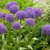 Allium 'Globemaster'