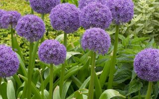 Allium 'Globemaster'