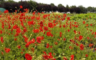 Geum chiloense Kuklík čilský 'Feuerball', K9x9
