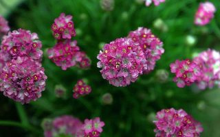 Armeria maritima ‘Splendens’, K9