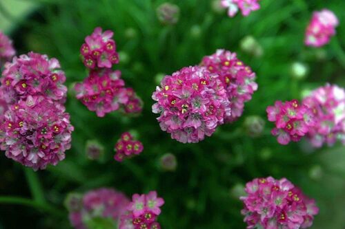 Armeria maritima ‘Splendens’, K9 - Obrázek 1