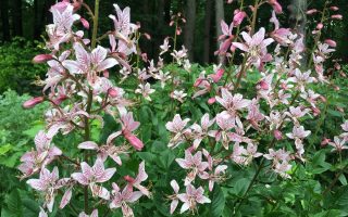 Dictamnus albus K11x11