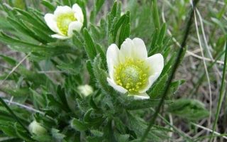 Anemone multifida ‘Compacta’ K9x9