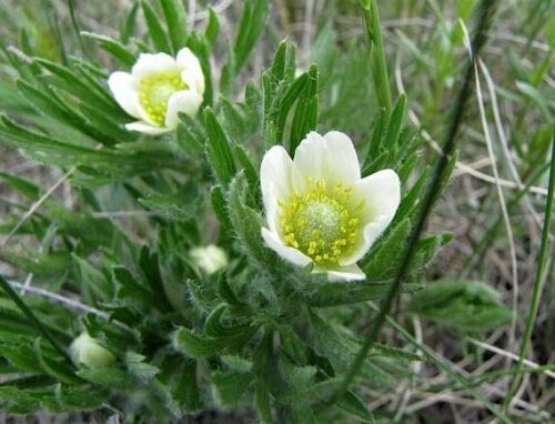 Anemone multifida ‘Compacta’ K9x9 - Obrázek 1