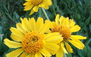 Helenium autumnale, ‘Wesergold’ K11x11 , záplevák