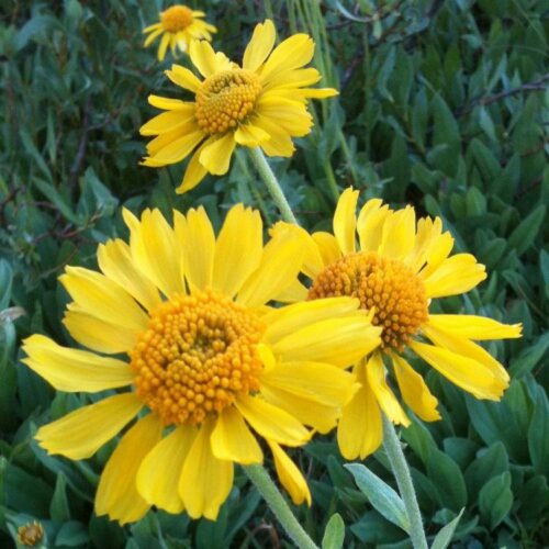 Helenium autumnale, ‘Wesergold’ K11x11 , záplevák - Obrázek 1