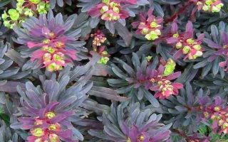 Euphorbia amygdaloides 'Purpurea'