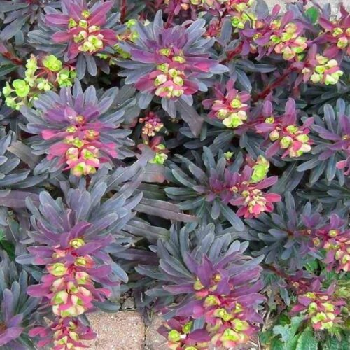 Euphorbia amygdaloides 'Purpurea' - Obrázek 1