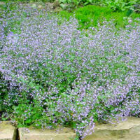 Calamintha nepeta ´Blue Cloud´ K9