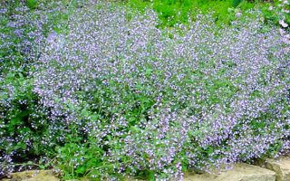 Calamintha nepeta ´Blue Cloud´ K9