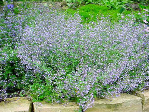 Calamintha nepeta ´Blue Cloud´ K9 - Obrázek 1