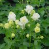 Aquilegia vulgaris 'Winky Double White' - Květináč, pr. 9 cm