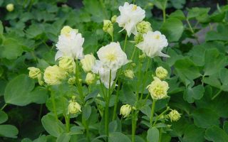 Aquilegia vulgaris 'Winky Double White'
