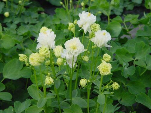 Aquilegia vulgaris 'Winky Double White' - Obrázek 1