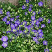 Campanula carpatica ´Dark Blue Clips´, K 9x9