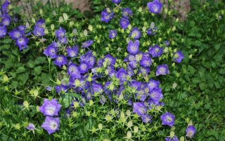 Campanula carpatica ´Dark Blue Clips´, K 9x9