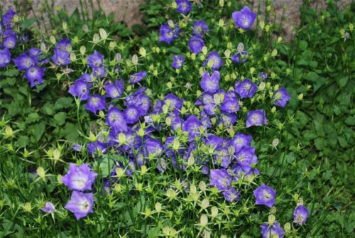 Campanula carpatica ´Dark Blue Clips´, K 9x9 - Obrázek 1
