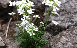 Hutchinsia alpina