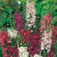 Verbascum phoeniceum K9