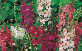 Verbascum phoeniceum K9