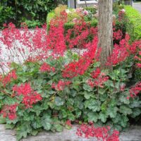 Heuchera Leuchtkäfer K9