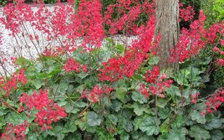 Heuchera Leuchtkäfer K9