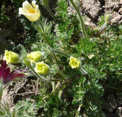 Pulsatilla albana ´Lutea´ K9 - Obrázek 1
